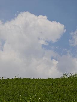 夏の青空と緑の丘 青空,白い雲,入道雲の写真素材