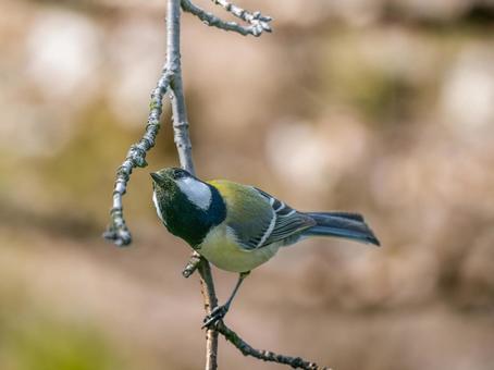 枝にとまるシジュウカラ 枝にとまるシジュウカラの写真