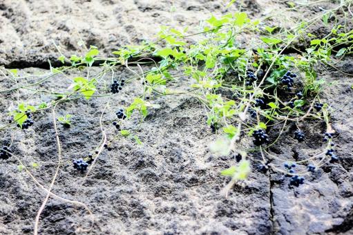 石壁 岩,石,草の写真素材