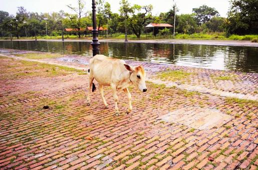 ルンビニ園の聖牛　ネパール 牛,運河,ルンビニの写真素材