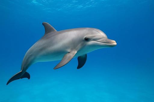 青い海を泳ぐイルカの姿・水族館・野生動物 青い海を泳ぐイルカの姿・水族館・野生動物の写真