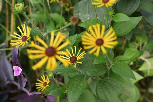 黄色い花と紫のワンポイント 黄色い花と紫のワンポイントの写真