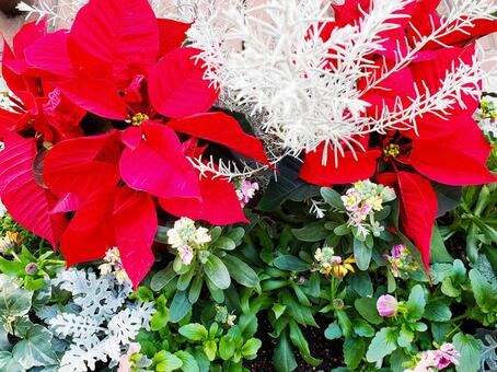 赤い葉っぱ 赤い葉っぱの写真