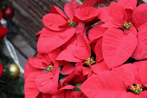 ポインセチア 植物,草,赤色の写真素材