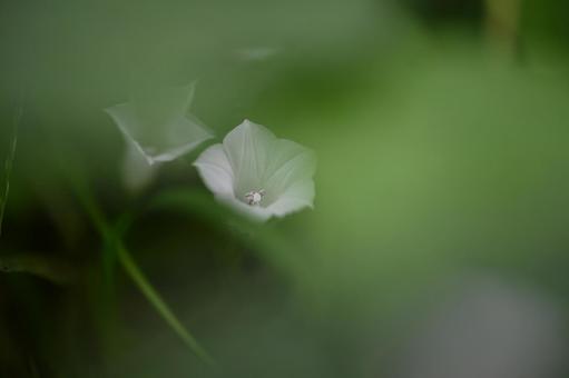 マメアサガオの写真