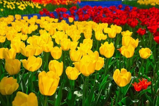 Yellow Tulips, JPG Yellow Tulips, JPG