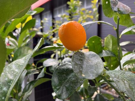 キンカンの実 キンカン,みかん,オレンジ色の写真素材