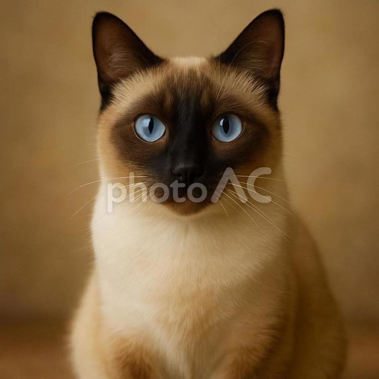 正面向いて座っているシャムミックス猫 猫,シャム,シャムミックスの写真素材