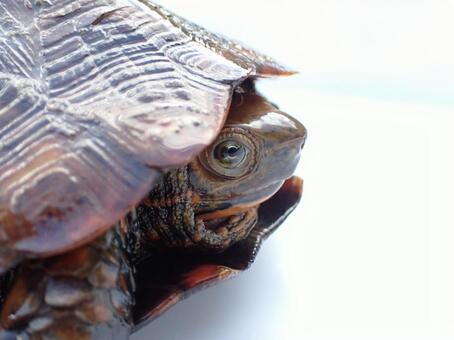 ニホンイシガメ　顔 イシガメ,ニホンイシガメ,カメの写真素材
