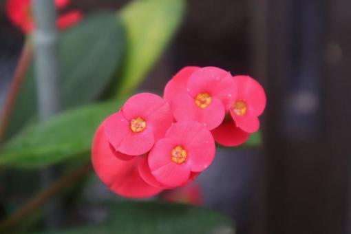 キスミークイック キスミークイックの写真