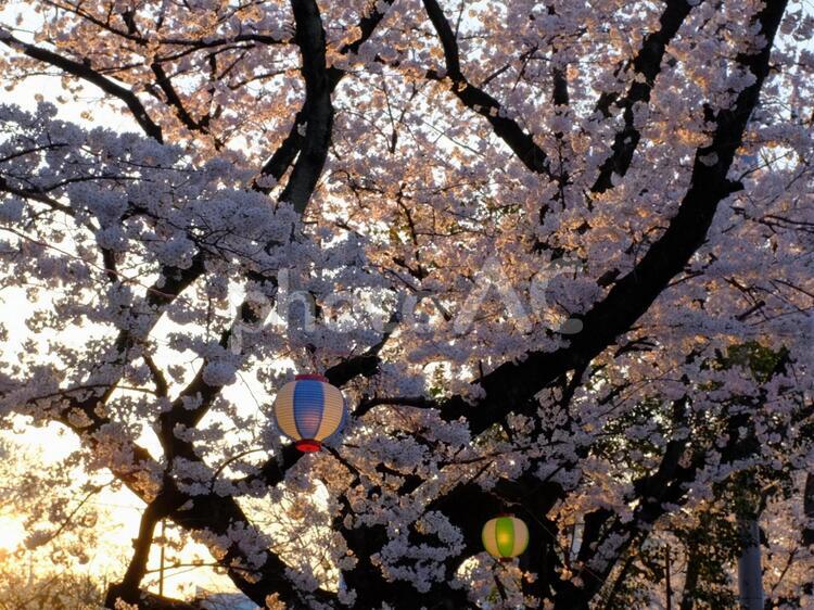 桜並木2018(1) 桜,さくら,桜並木の写真素材