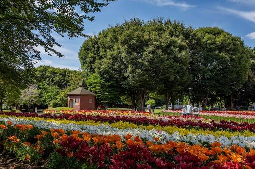 ユリ 百合,ユリ,花の写真素材