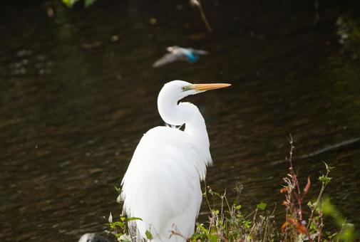 チュウサギの上を飛ぶカワセミ 鳥,野鳥,カワセミの写真素材