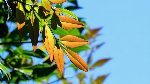 Autumn sunlight and nandina leaves Autumn sunlight and nandina leaves
