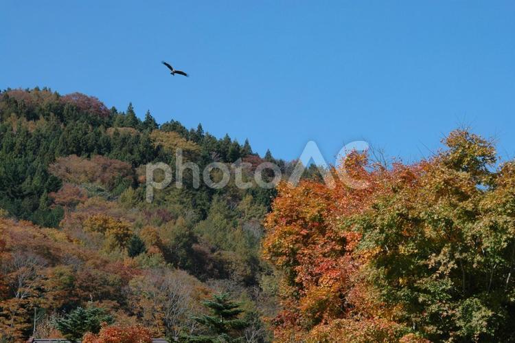秋の風景　青空と紅葉 紅葉,黄葉,秋の写真素材