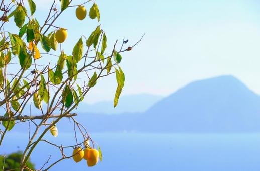 別府湾を見下ろす柿の木 別府湾を見下ろす柿の木 柿,海,果物の写真素材