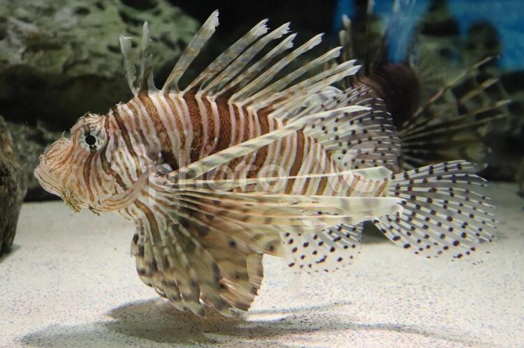 ハナミノカサゴ 水中,魚,熱帯の写真素材