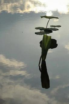 蓮の葉と青空 蓮の葉と青空の写真