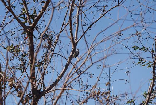 木に止まって木の実を見つめるコゲラ コゲラ,キツツキ,野鳥の写真素材