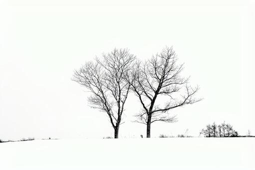 冬の雪原に映える寄り添う木立の枝影 樹木,木立,雪原の写真素材