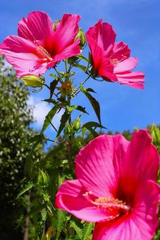 さぬきフラワーガーデンのタチアオイの花 さぬきフラワーガーデンのタチアオイの花 タチアオイ,花,植物の写真素材