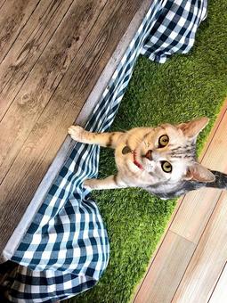 見上げる猫の写真