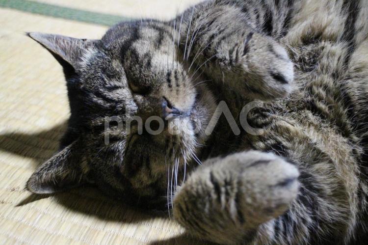 動物病院でシャンプー後のチャコちゃん１３ ねこ,ネコ,動物の写真素材