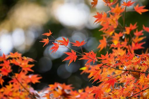 紅葉 紅葉の写真