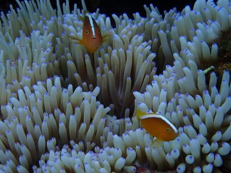 セジロクマノミ セジロクマノミ 魚,海,自然の写真素材