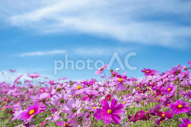 コスモス　秋イメージ コスモス,秋桜,花の写真素材