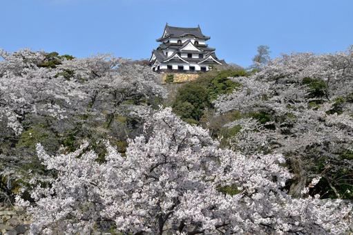 彦根城 彦根城 城,彦根,彦根城の写真素材