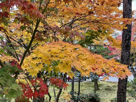 永観堂の紅葉 永観堂の紅葉の写真