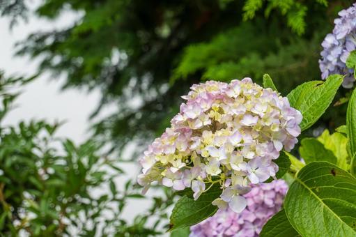 やわらかな色彩のアジサイが彩る初夏の空気 やわらかな色彩のアジサイが彩る初夏の空気の写真