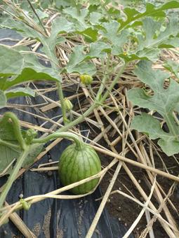 夏がくるよ 夏がくるよの写真