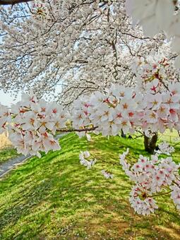 満開の桜でお花見4 満開の桜でお花見4の写真