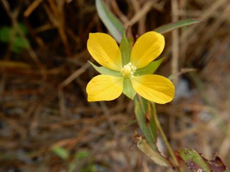【花の写真】ヒレタゴボウ(鰭田牛蒡) 【花の写真】ヒレタゴボウ(鰭田牛蒡) ヒレタゴボウ,鰭田牛蒡,植物の写真素材