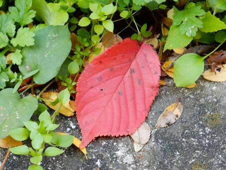 【風景写真】晩秋の風景 落ち葉,植物,季節の写真素材