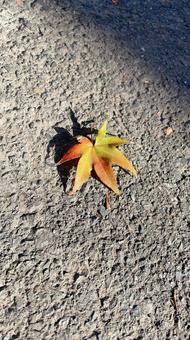 道端の紅葉 道端の紅葉 紅葉,もみじ,秋の写真素材