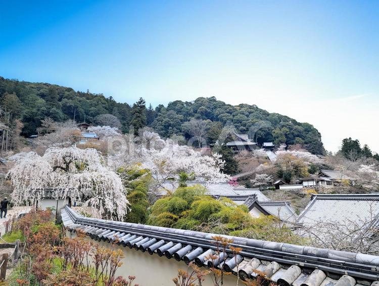 春の長谷寺 長谷寺,春,桜の写真素材