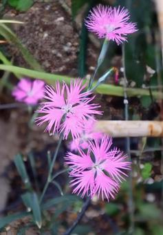 瞿麦(くばく)の写真