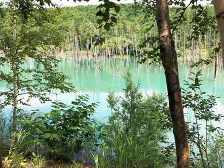 青の池 青の池の写真
