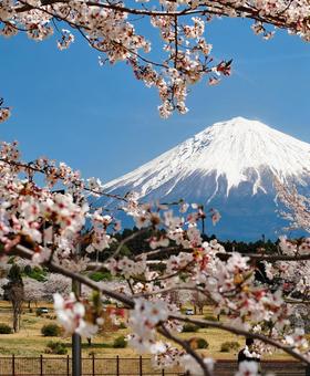 さくら満開と雪の富士山 さくら満開と雪の富士山の写真