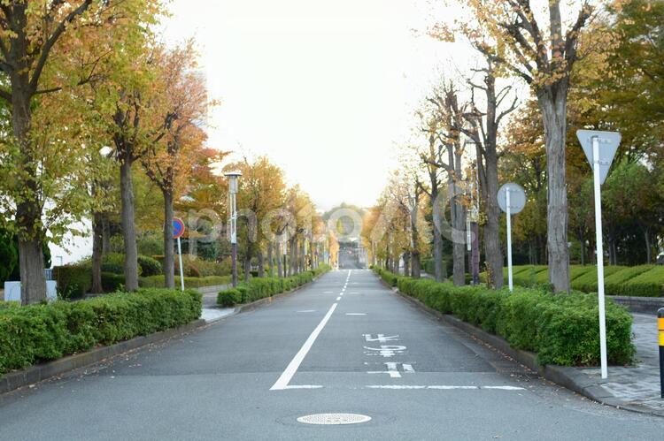風景15 道路,木,通りの写真素材