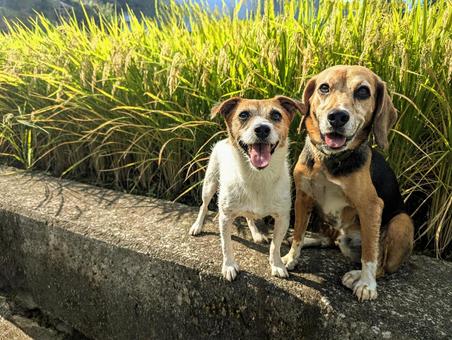 たわわに実る稲 たわわに実る稲 犬,ビーグル,ジャックラッセルテリアの写真素材
