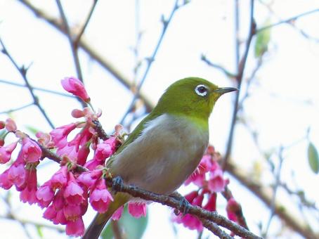 メジロと寒緋桜 メジロ,寒緋桜,可愛いの写真素材