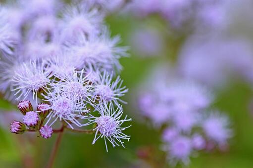 青色フジバカマ_01の写真