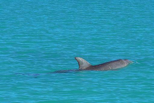 ニューカレドニア ノカンウイ島21イルカ ニューカレドニア ノカンウイ島21イルカの写真