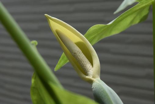 クワズイモの花1 クワズイモの花1の写真