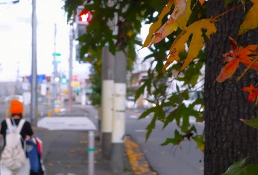 町の紅葉② 秋,紅葉,黄葉の写真素材