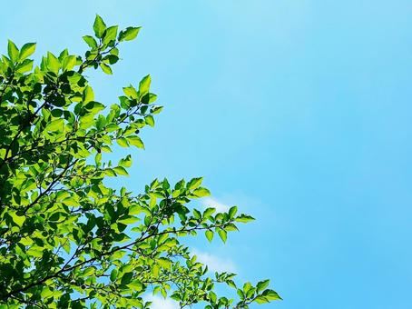 Blue sky and green, JPG
